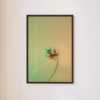 Studio Ra Photography Prints by Kara Taffs