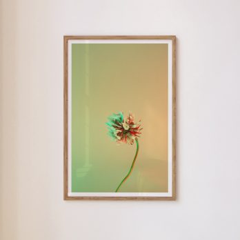 Studio Ra Photography Prints by Kara Taffs