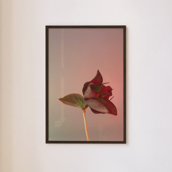 Studio Ra Photography Prints by Kara Taffs