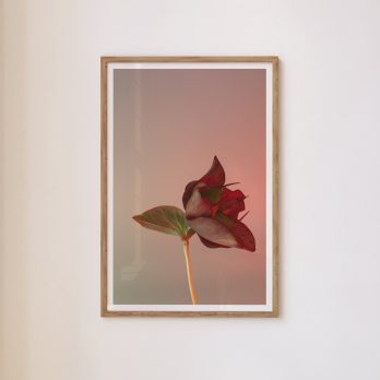 Studio Ra Photography Prints by Kara Taffs