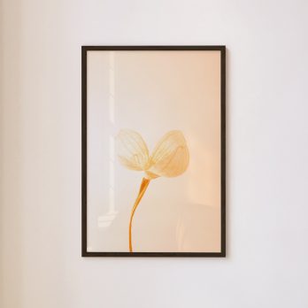 Studio Ra Photography Prints by Kara Taffs