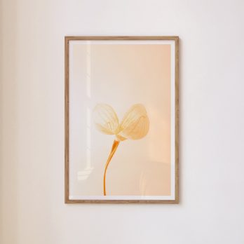 Studio Ra Photography Prints by Kara Taffs